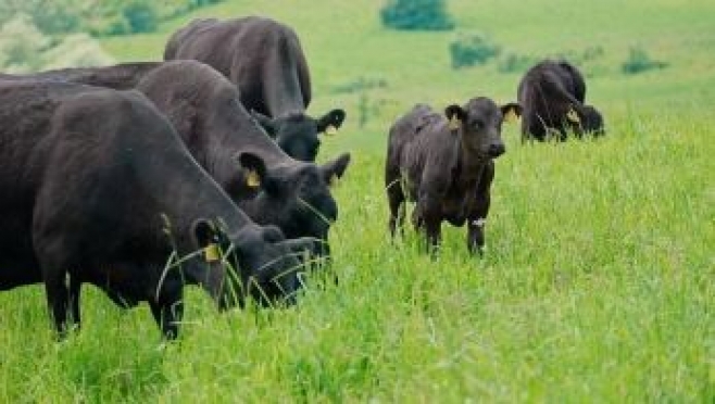 La production des Bovins